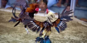 Đá Gà TYPHU88: Bí Mật Hấp Dẫn Mọi Dân Cá Cược Đang Tìm Kiếm!